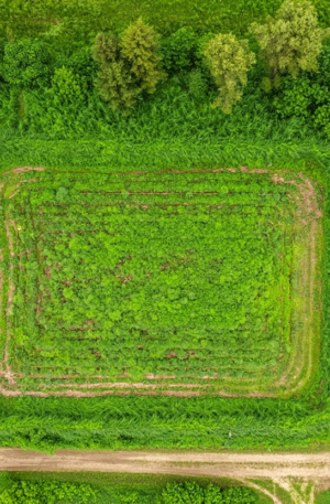 Terrain Agricole 2 Hectares à Kolda